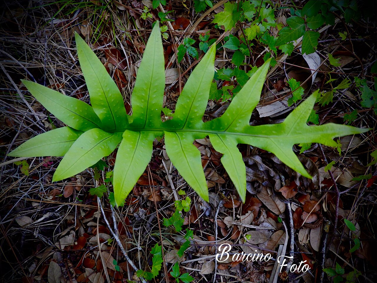 Musk fern: This is only one I can find growing in an empty lot Was hard to identify. A Serpent Fern aka Microsorum grossum