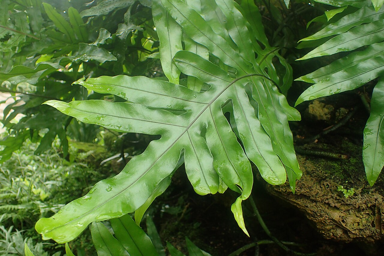 Musk fern: Microsorum grossum at Garfield Park Conservatory, Illinois