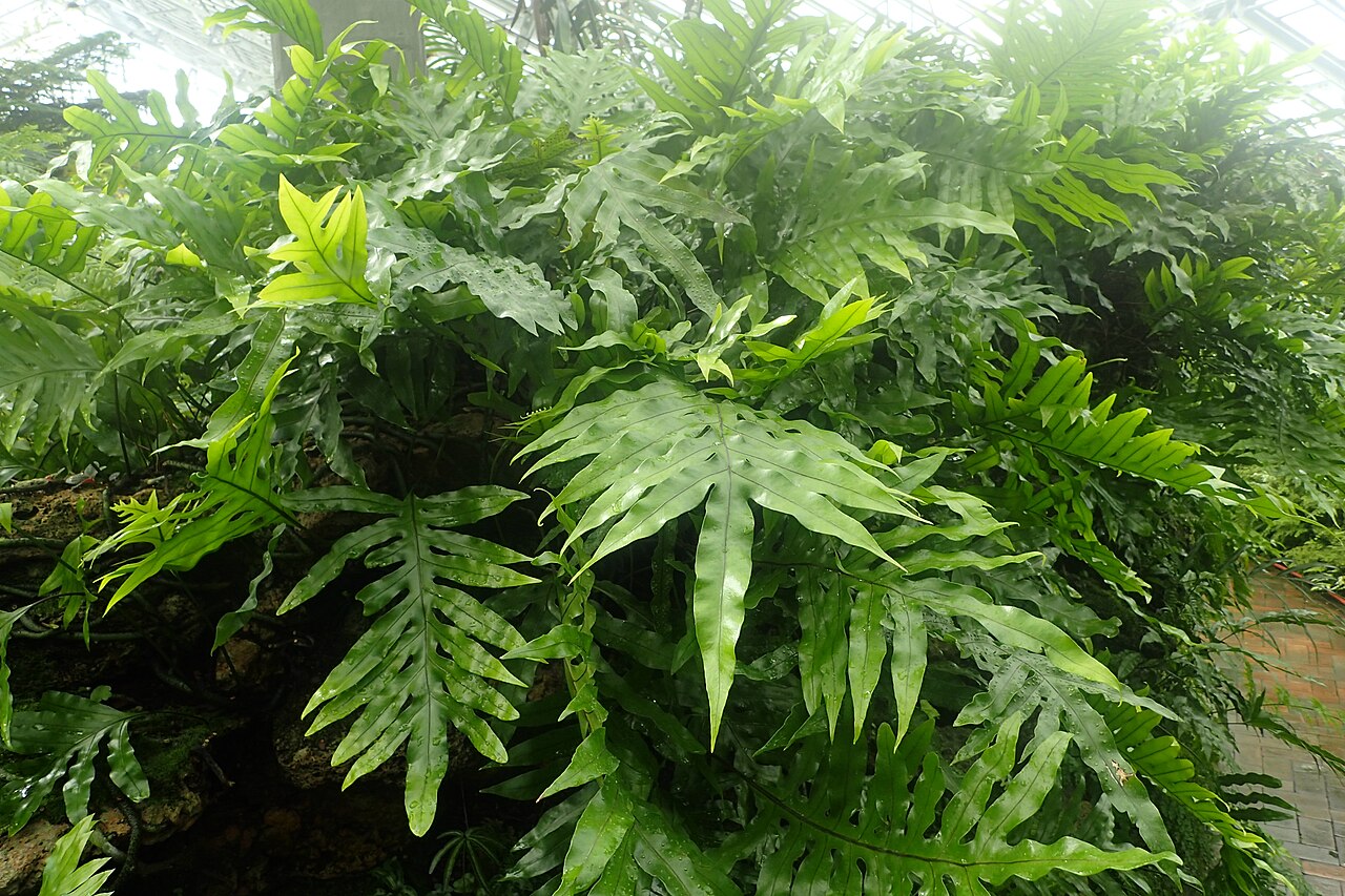 Musk fern: Microsorum grossum at Garfield Park Conservatory, Illinois