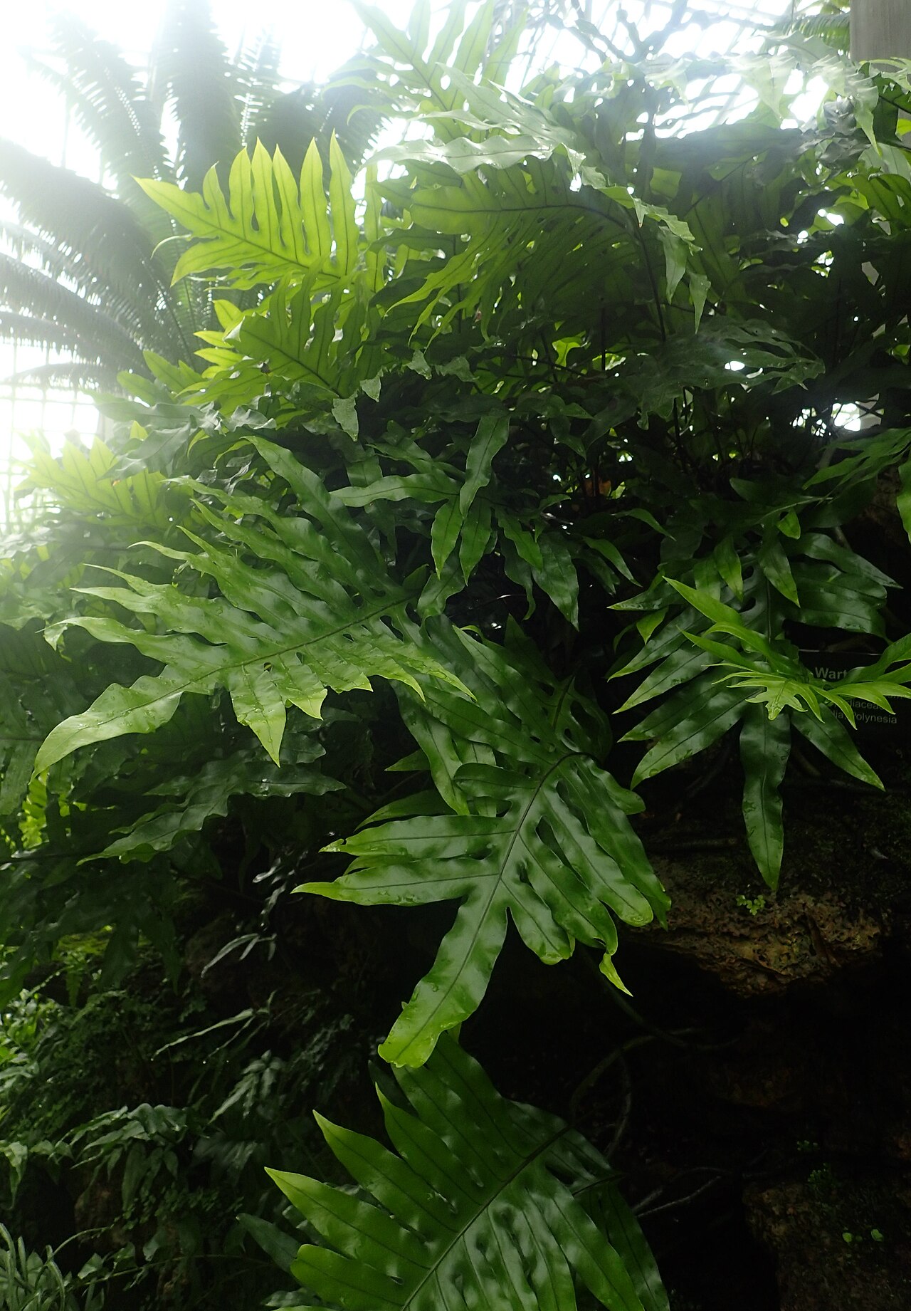 Musk fern: Microsorum grossum at Garfield Park Conservatory, Illinois