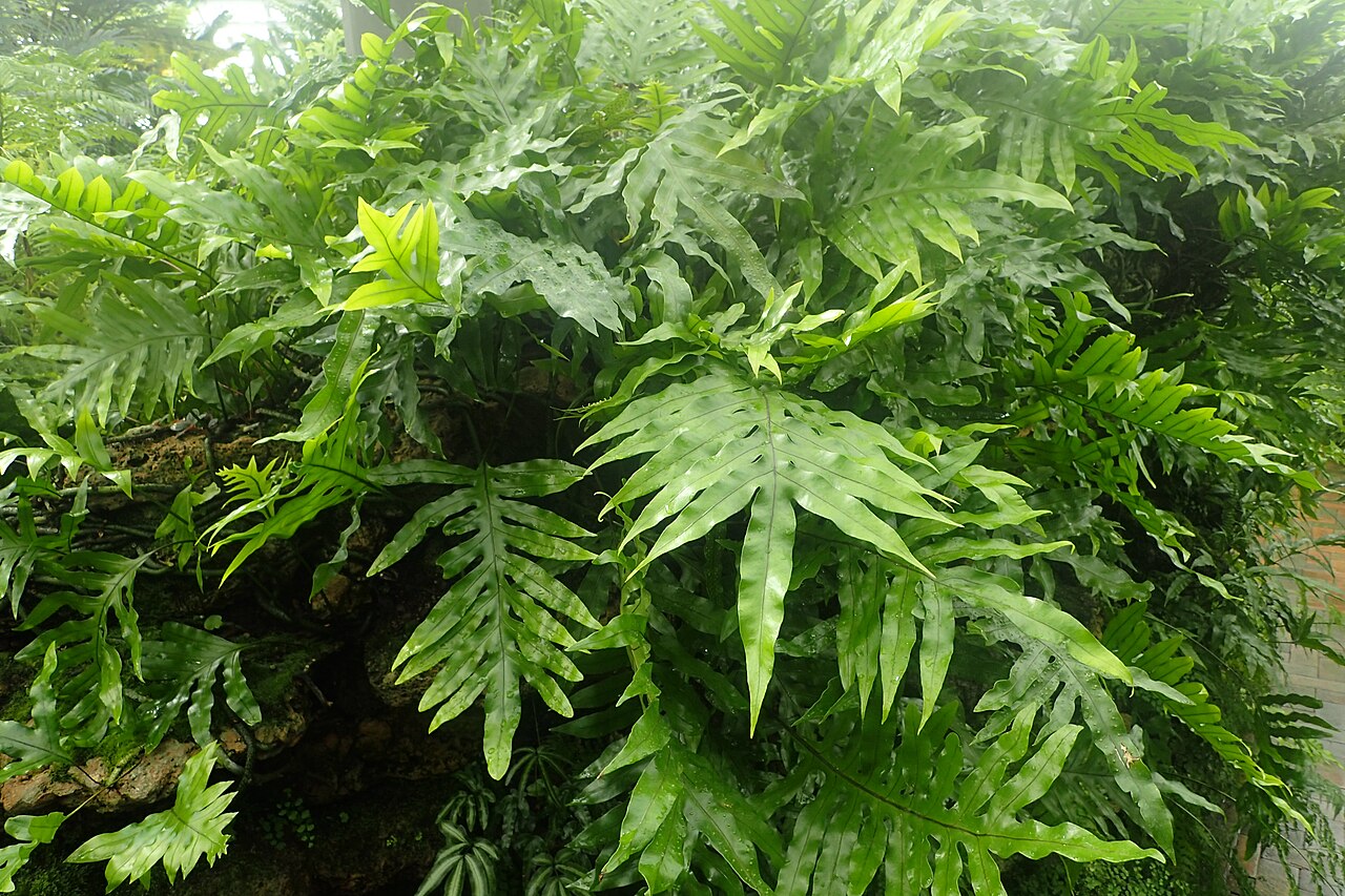 Musk fern: Microsorum grossum at Garfield Park Conservatory, Illinois