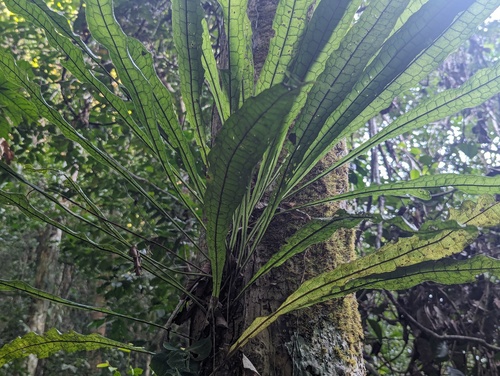 Microsorum longissimum (Microsorum longissimum)