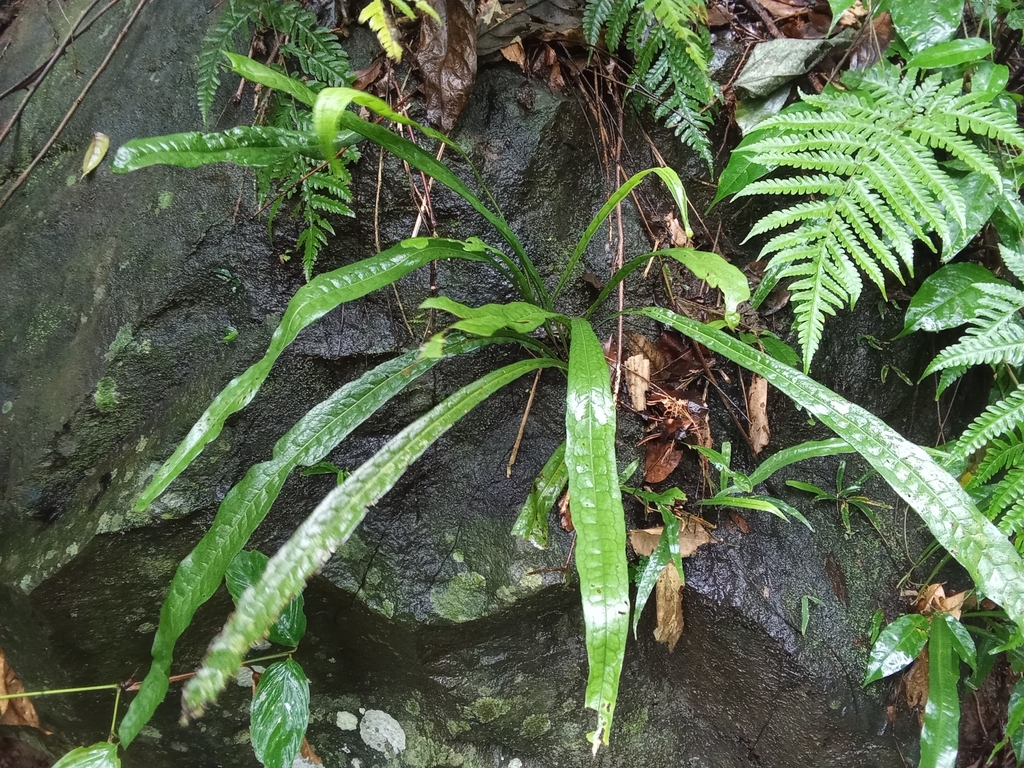 Microsorum longissimum (Microsorum longissimum)