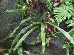 Microsorum longissimum (Microsorum longissimum)