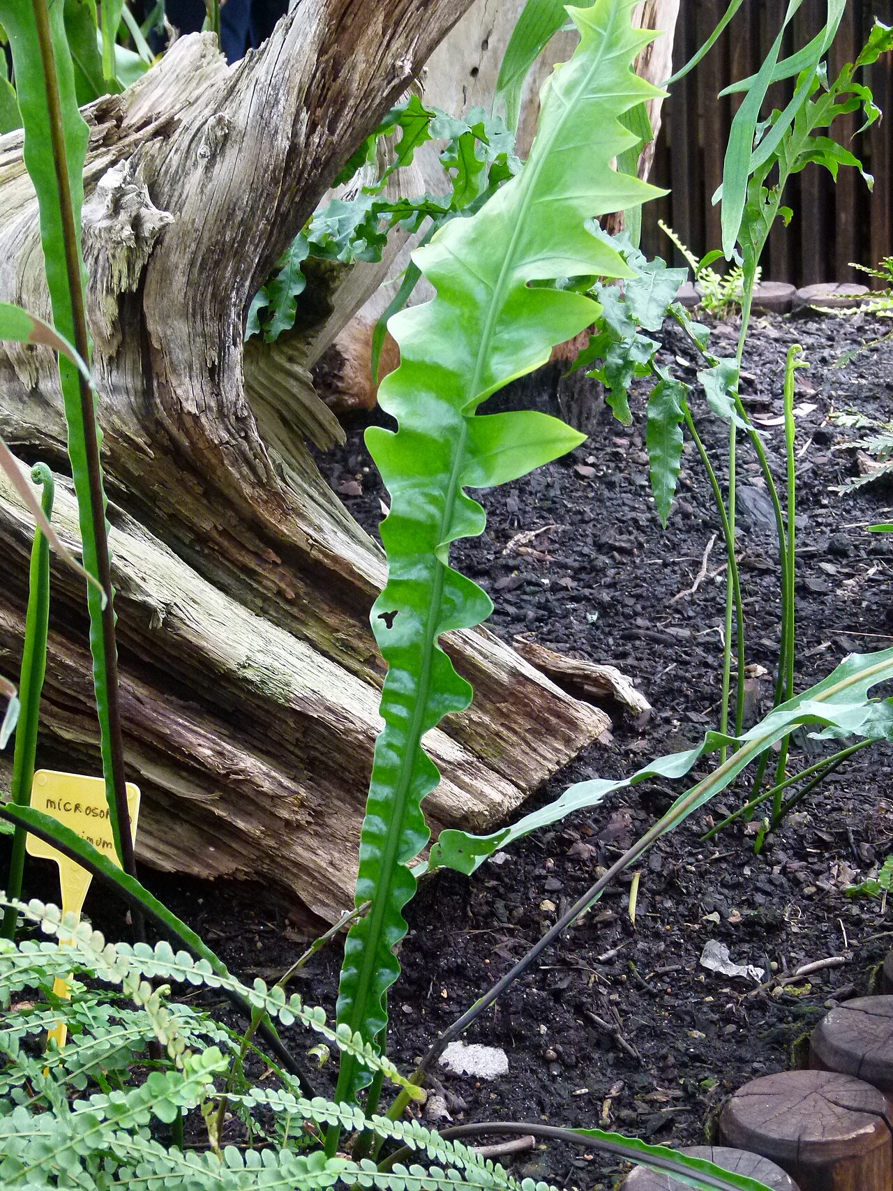 Microsorum maximum: Jardin des serres d'Auteuil