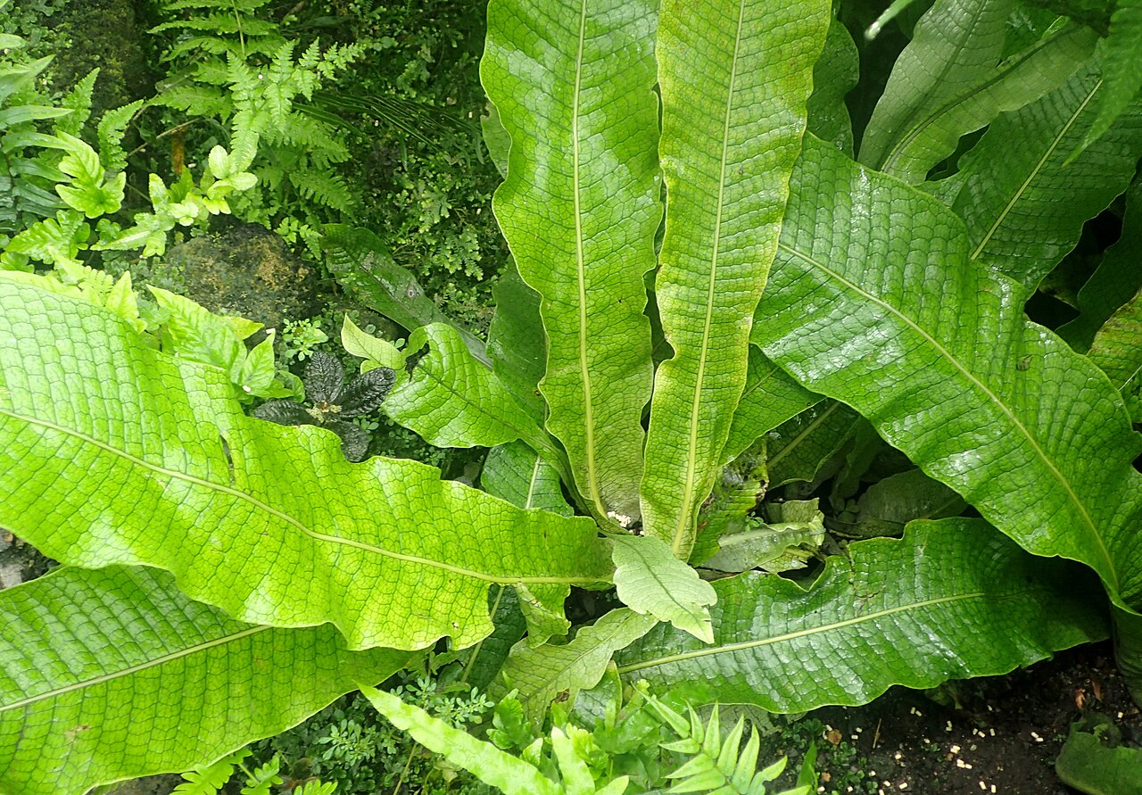 Crocodile fern: Microsorum musifolium 'Crocodillus' at Garfield Park Conservatory