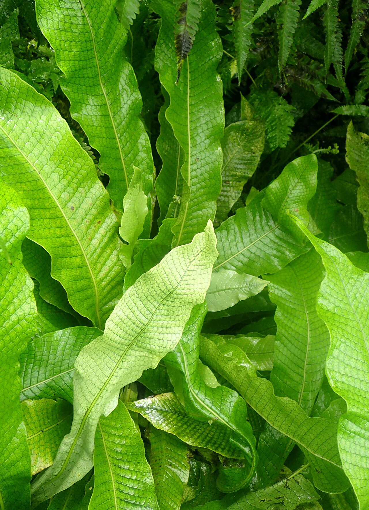 Crocodile fern: Microsorum musifolium 'Crocodillus' at Garfield Park Conservatory