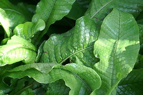 Crocodile fern: Location taken: United States Botanic Garden. Names: Microsorum musifolium 'Crocodyllus' , Crocodile Fer Classification: Plantae > Pteridophyta > Polypodiopsida