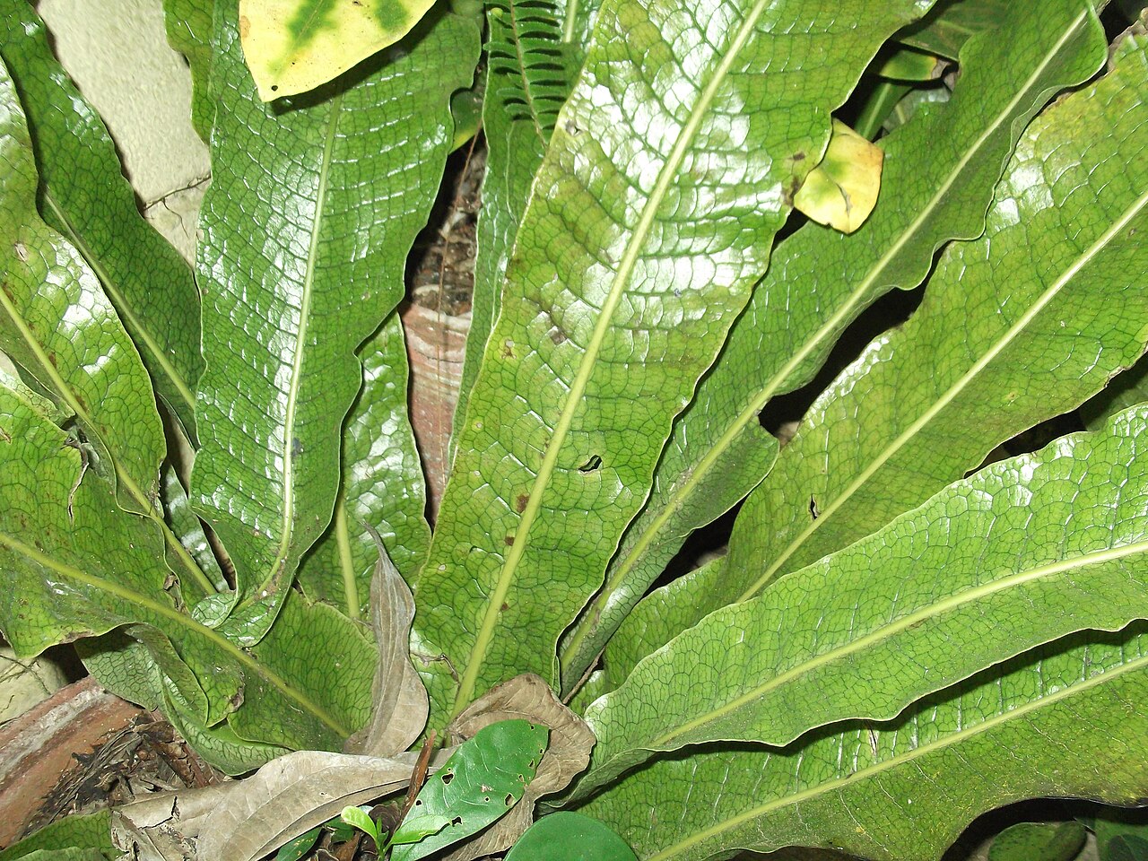 Crocodile fern: Polypodiaceae- Crocodile birds nest fern-robust leaves.