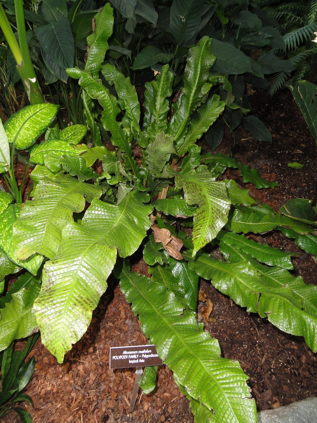 Crocodile fern: Botanical specimen in the United States Botanic Garden, Washington, DC, USA.
