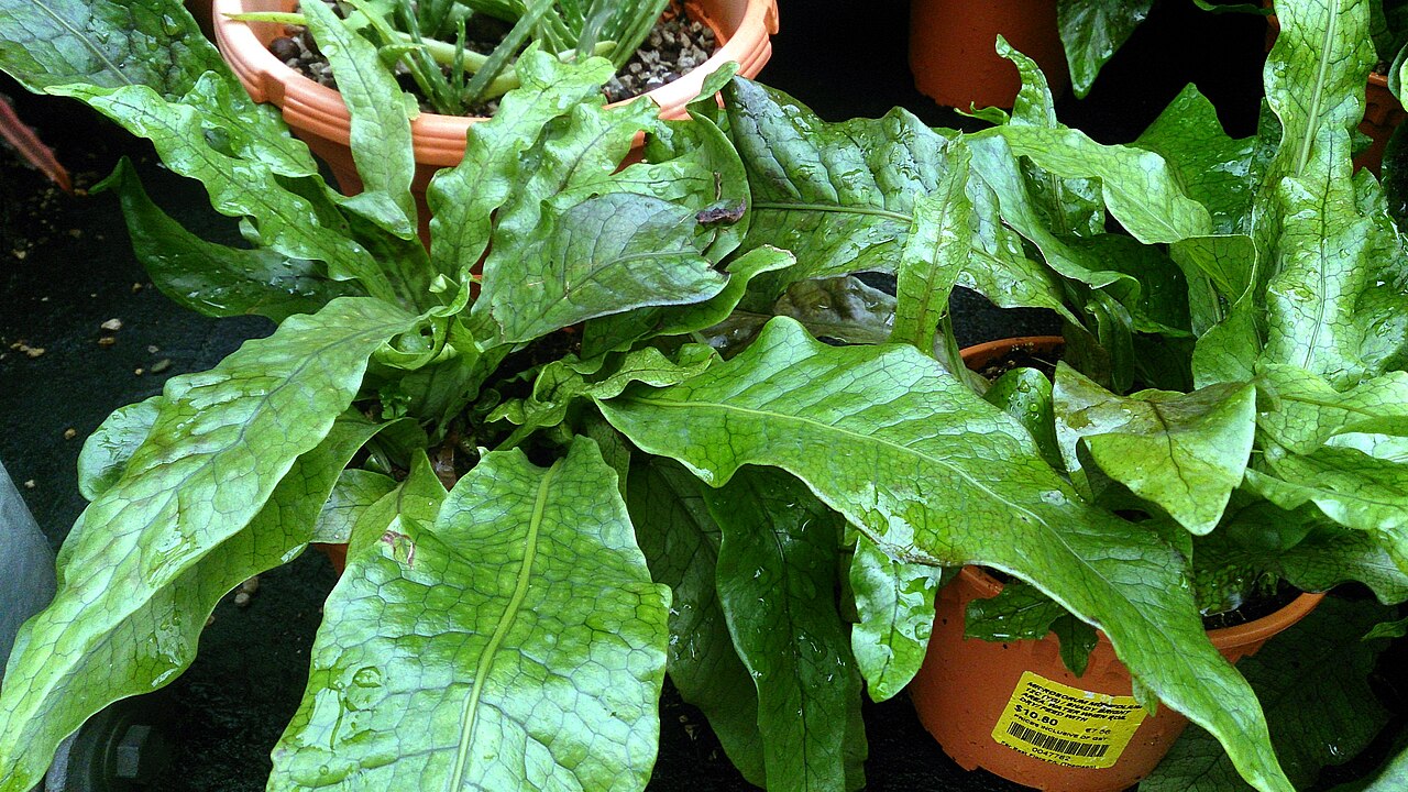 Crocodile fern: Microsorum musifolium