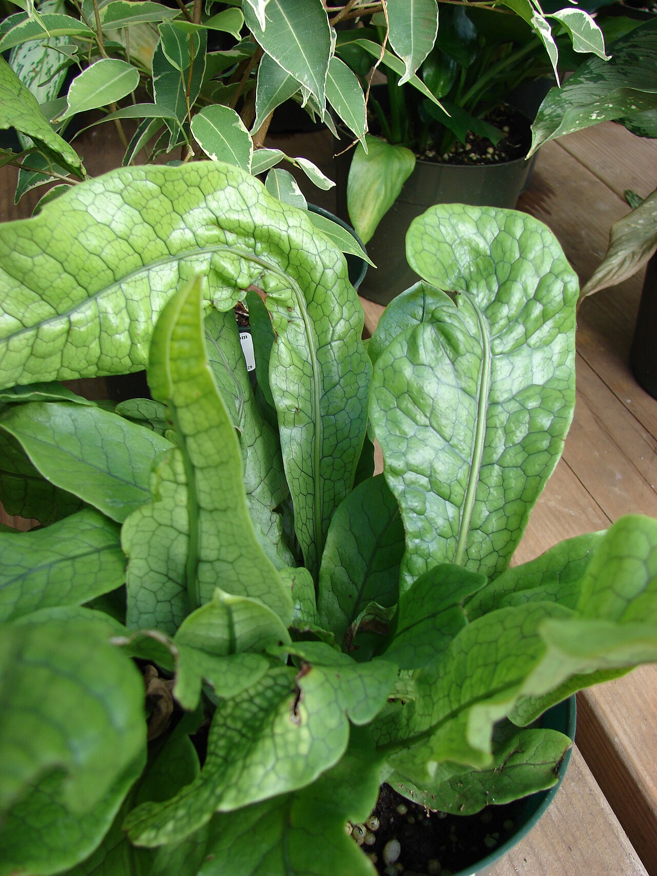 Crocodile fern: Microsorum musifolium (Crocodile fern, crocodyllus) Leaves at Home Depot Nursery Kahului, Maui, Hawaii. January 17, 2008 #080117-2228 Image Use Policy