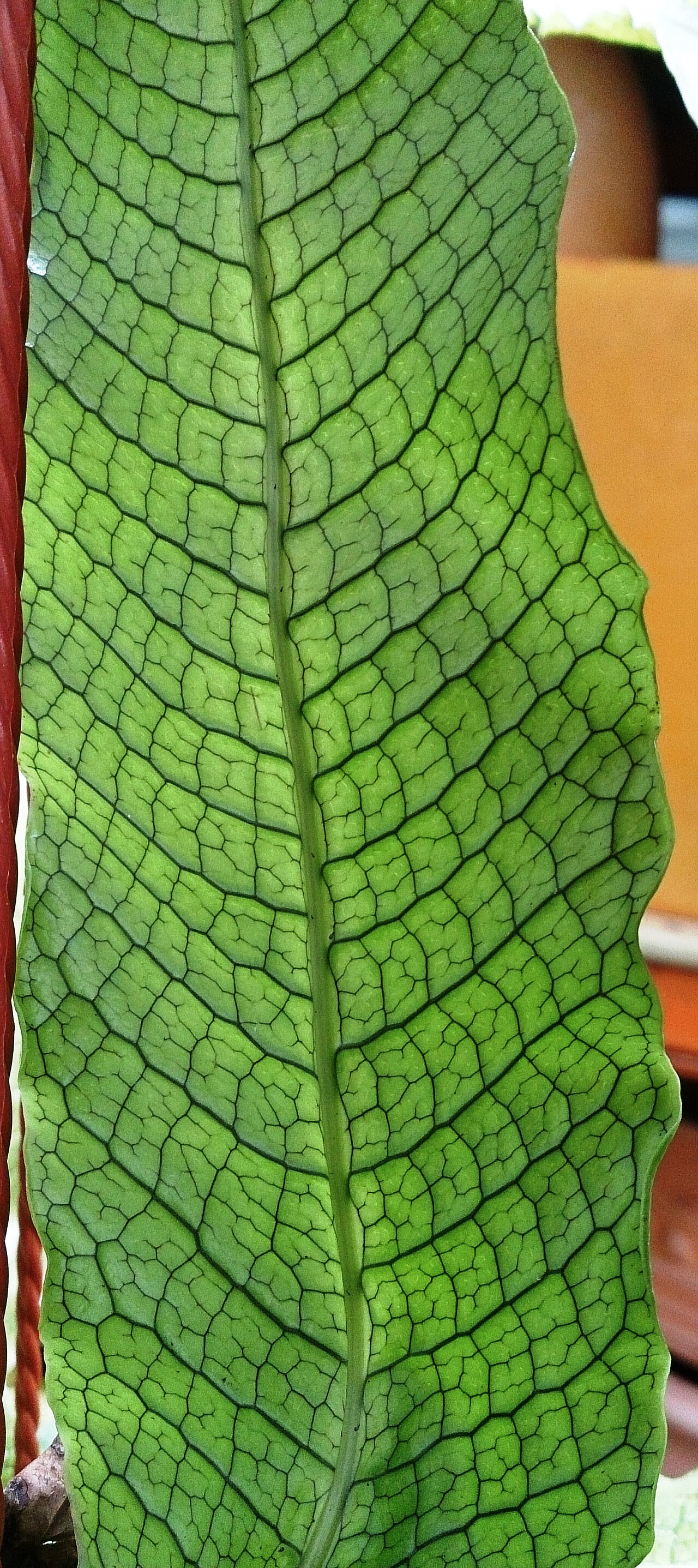 Crocodile fern: Microsorum musifolium