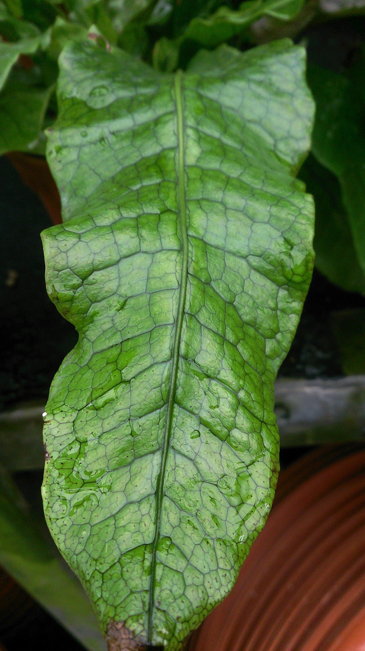 Crocodile fern: Microsorum musifolium