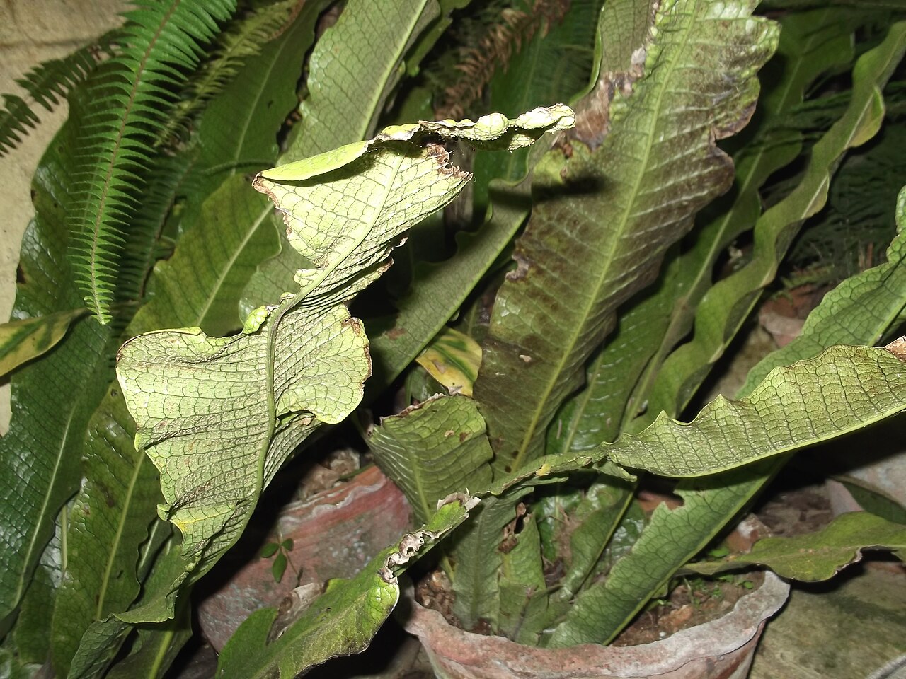 Crocodile fern: Polypodiaceae- Crocodile birds nest fern-robust leaves.