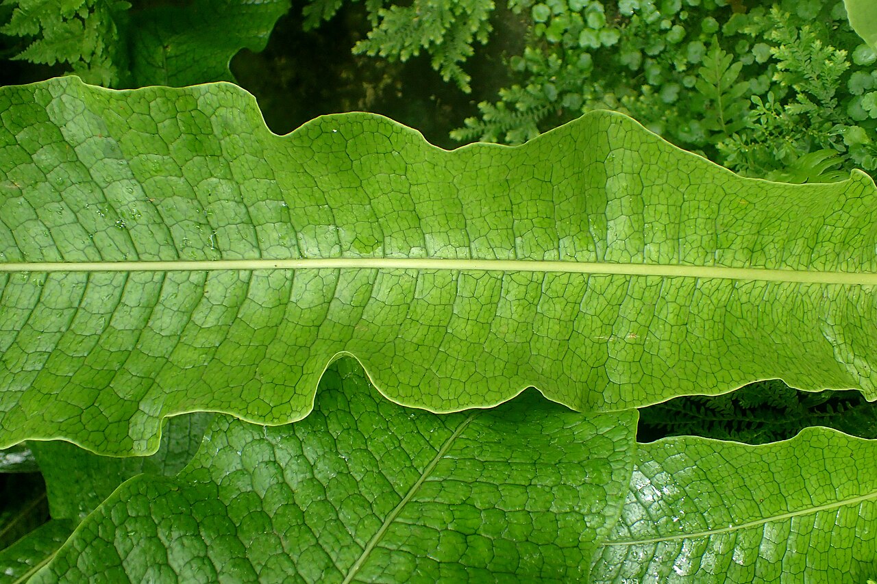 Crocodile fern: Microsorum musifolium 'Crocodillus' at Garfield Park Conservatory