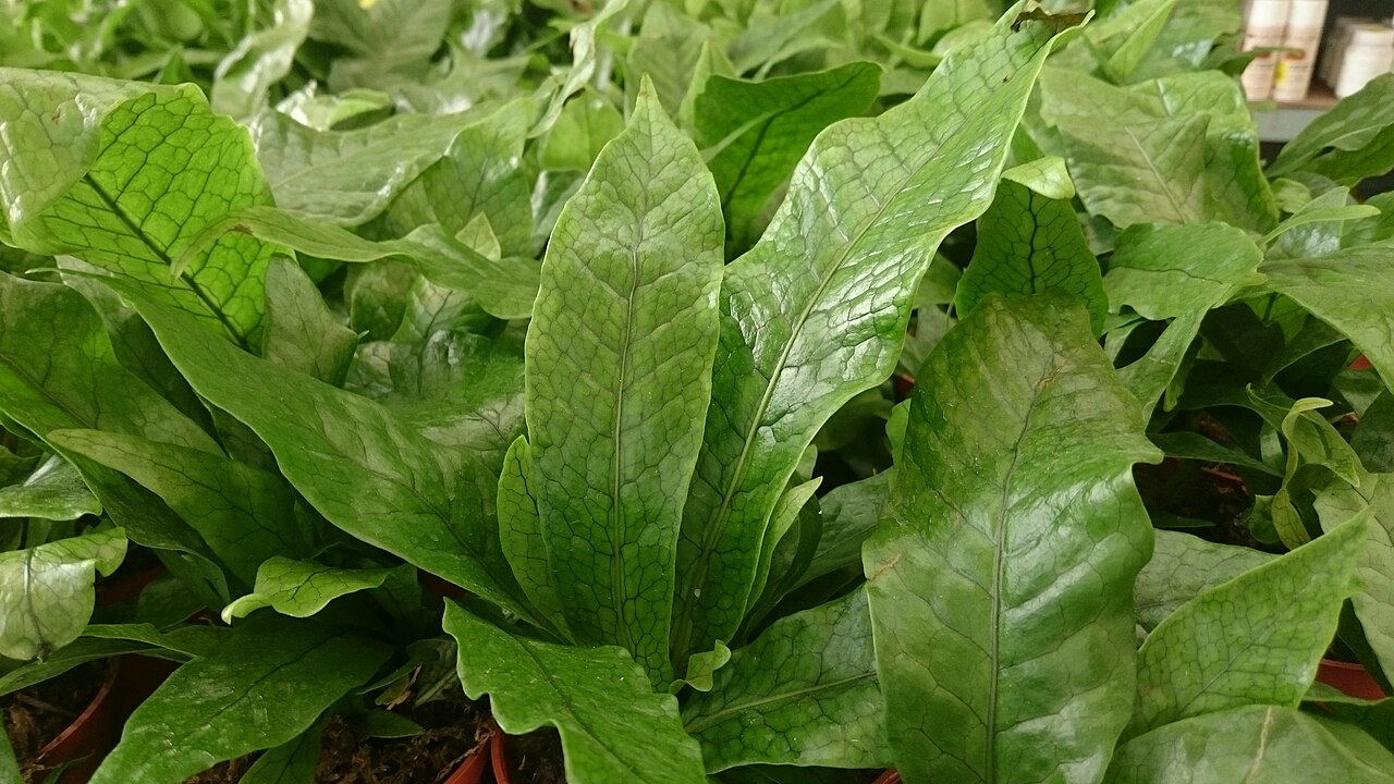 Crocodile fern: Crocodile Fern