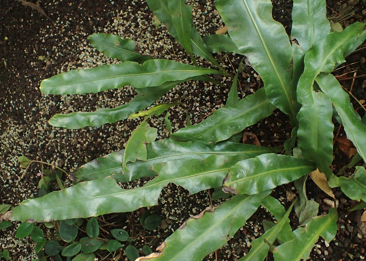 Microsorum pappei: Microsorum pappei in the Botanischer Garten, Berlin-Dahlem