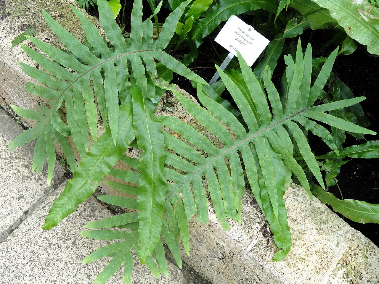 Microsorum pappei: Microsorum pappei specimen in the Botanischer Garten Freiburg, Freiburg im Breisgau, Baden-Württemberg, Germany.
