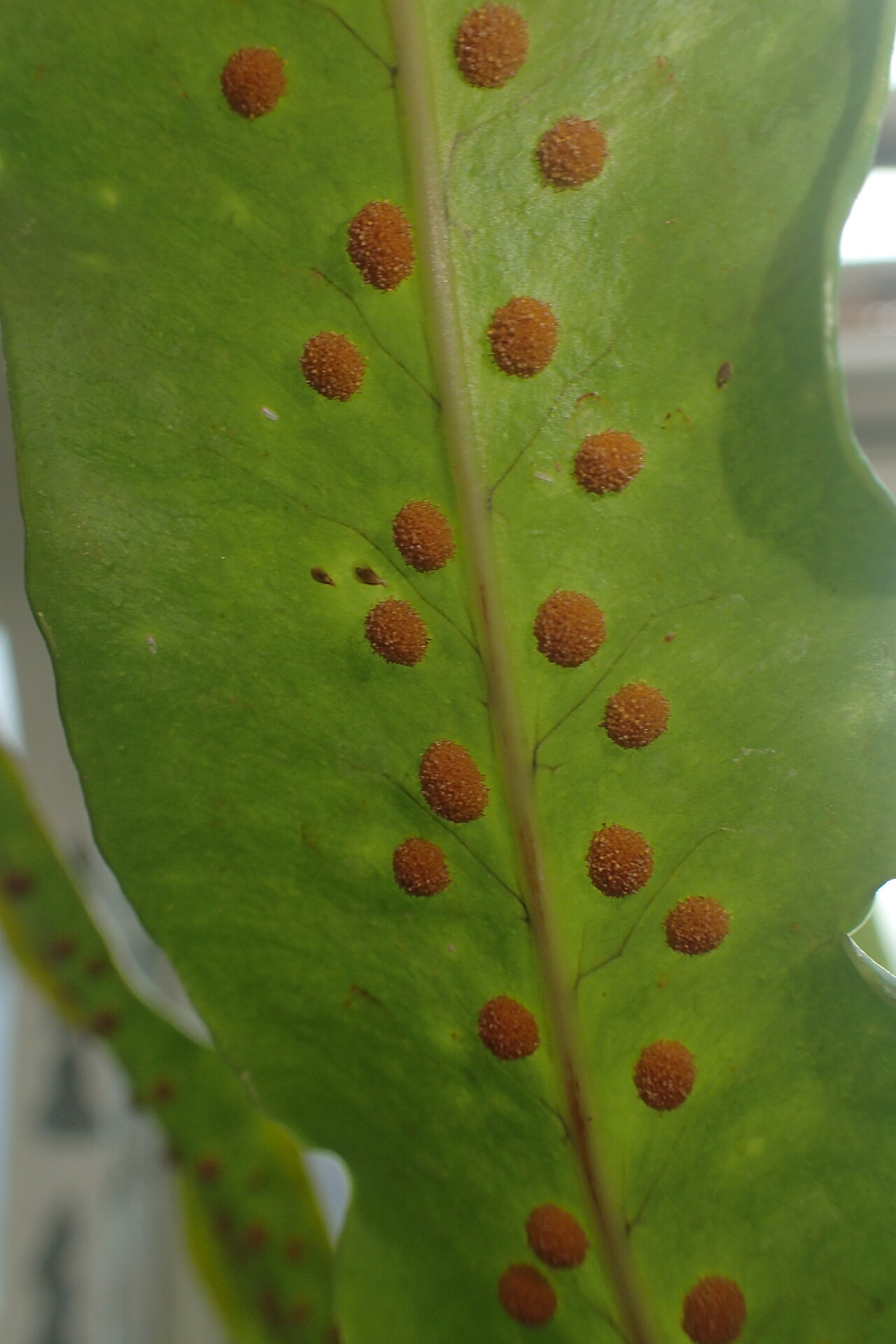 Microsorum pappei: Microsorum pappei in the Botanischer Garten, Berlin-Dahlem