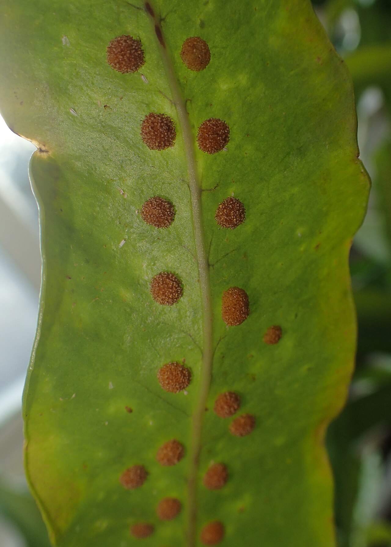 Microsorum pappei: Microsorum pappei in the Botanischer Garten, Berlin-Dahlem