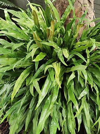 Climbing birdsnest fern: Native to China and Taiwan. Botanical Garden of National Museum of Natural Science, Taichung, Taiwan. 2022/06/18.
