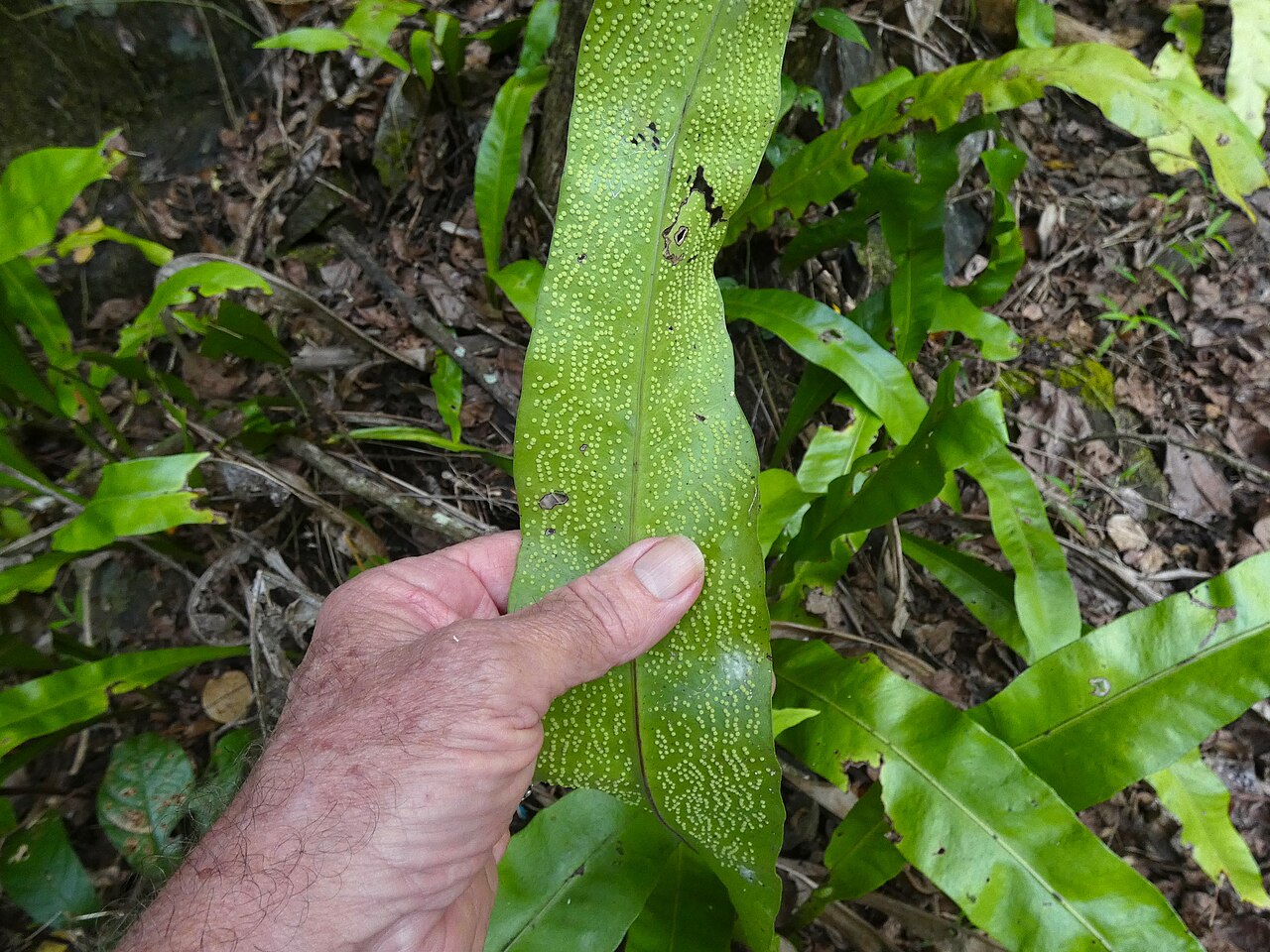 Climbing birdsnest fern: Microsorum punctatum in rainforest near Cairns, Queensland, Australia