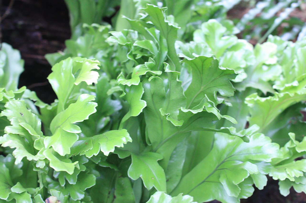 Climbing birdsnest fern: Microsorum punctatum close up