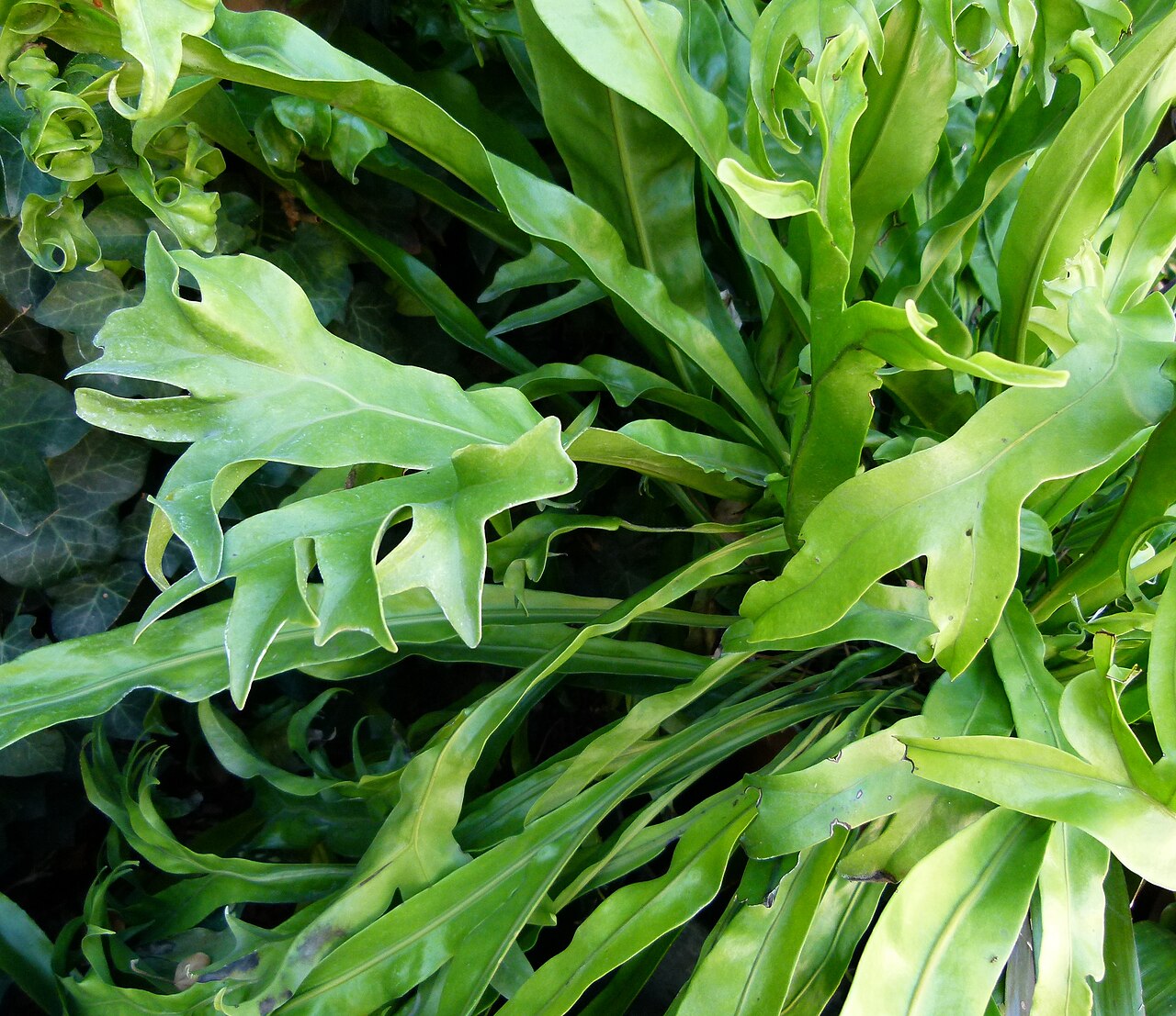 Climbing birdsnest fern: Polypodium punctatum