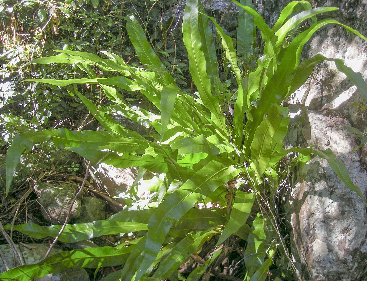 Climbing birdsnest fern: Microsorum punctatum