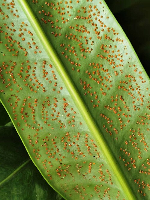 Climbing birdsnest fern: Native to China and Taiwan. Botanical Garden of National Museum of Natural Science, Taichung, Taiwan. 2022/06/18.