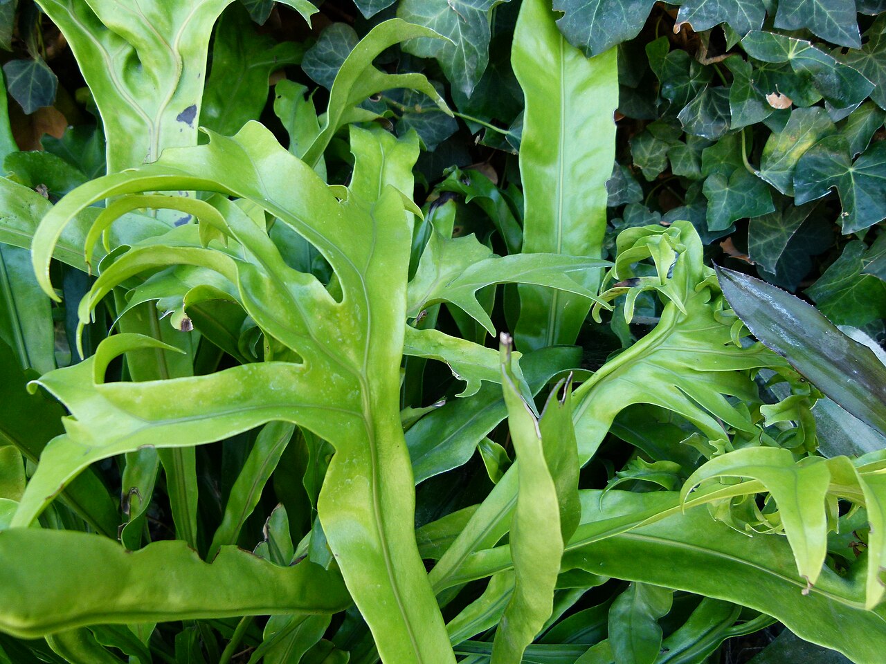 Climbing birdsnest fern: Polypodium punctatum