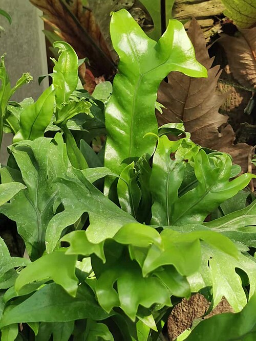 Climbing birdsnest fern: Botanical Garden of National Museum of Natural Science, Taichung, Taiwan. Mid-June 2022.