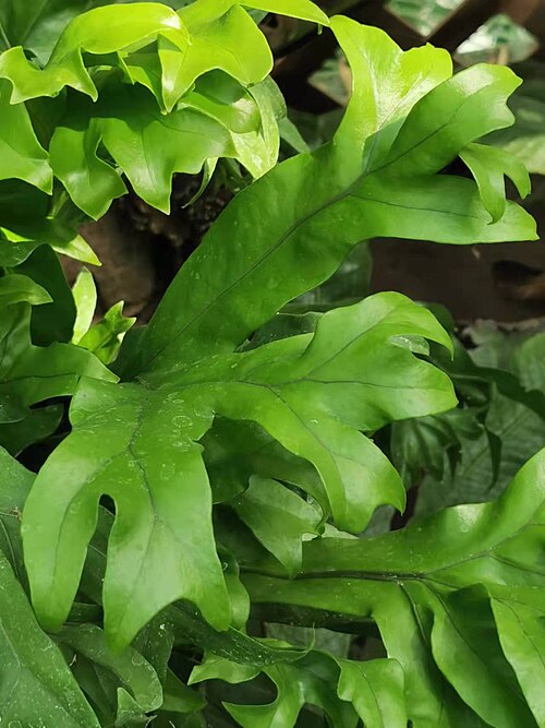 Climbing birdsnest fern: Botanical Garden of National Museum of Natural Science, Taichung, Taiwan. Mid-June 2022.