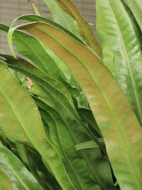 Climbing birdsnest fern: Native to China and Taiwan. Botanical Garden of National Museum of Natural Science, Taichung, Taiwan. 2022/06/18.