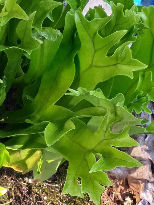 Climbing birdsnest fern: Botanical Garden of National Museum of Natural Science, Taichung, Taiwan. 2019/10/08.
