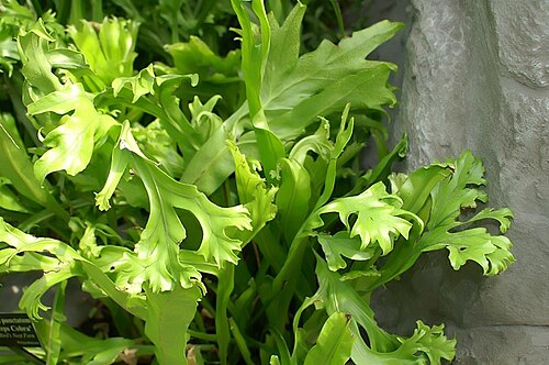 Climbing birdsnest fern: Location taken: Rawlings Conservatory & Botanic Gardens, Baltimore MD USA. Names: Polypodium punctatum 'Grandiceps Cobra' , Climbing Bird's Nest Fer Classificat