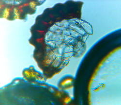 Monarch fern: Sporangia of microsorum scolopendria.