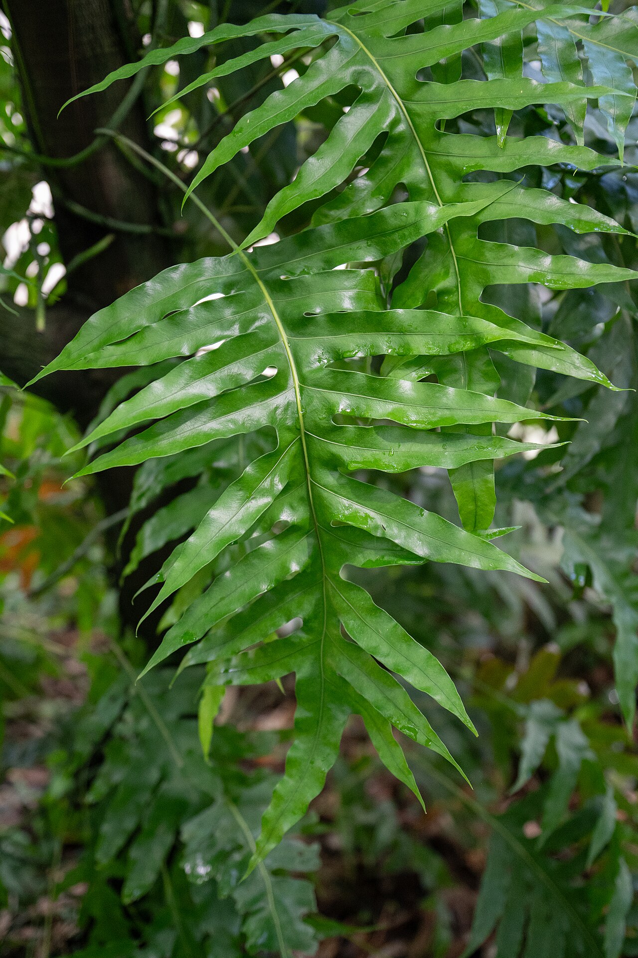 Monarch fern: Phymatosorus scolopendria au jardin botanique Jean-Marie Pelt de Villers-lès-Nancy.
