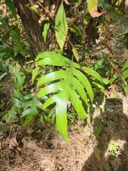 Monarch fern (Microsorum scolopendria)