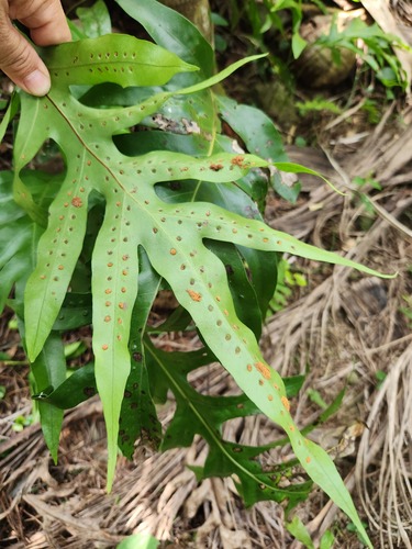 Monarch fern (Microsorum scolopendria)