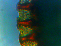 Monarch fern: Annulus of the sporangia of microsorum scolopendria.