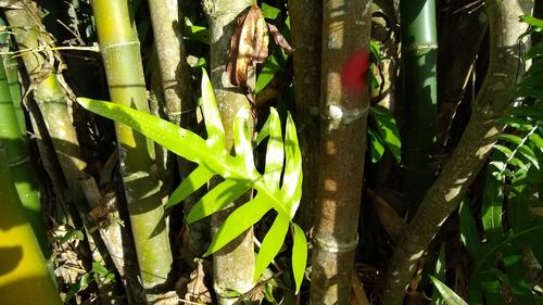 Monarch fern (Microsorum scolopendria)