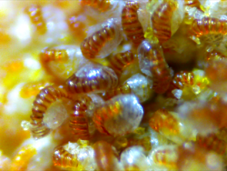 Monarch fern: Sporangia of microsorum scolopendria.