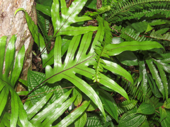 Monarch fern (Microsorum scolopendria)