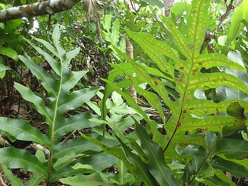 Monarch fern: Phymatosorus scolopendria (laufale; syn. Polypodium scolopendria ) near Tongan beach