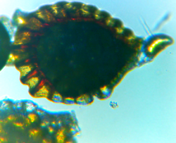 Monarch fern: Sporangia of microsorum scolopendria.