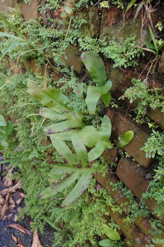 Monarch fern (Microsorum scolopendria)