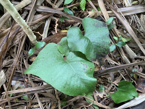 Triploid fern (Microsorum spectrum)