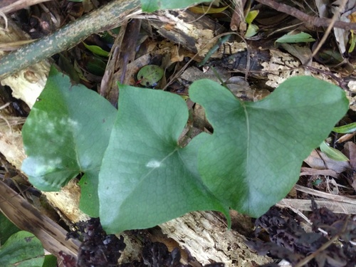 Triploid fern (Microsorum spectrum)